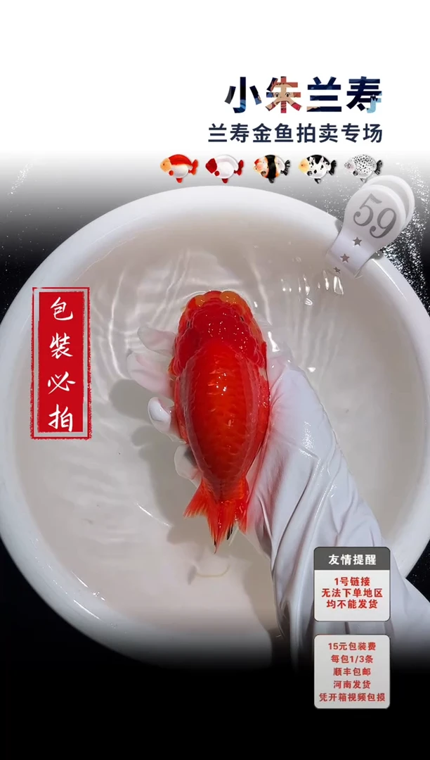 金鱼包装必拍未拍顺丰到付59号