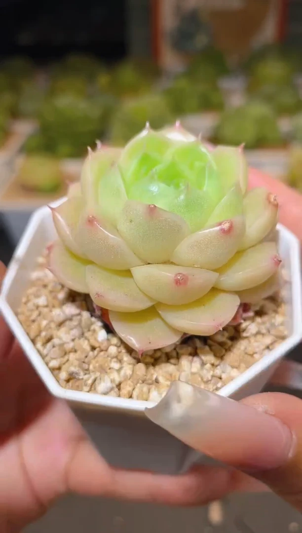 114超级晶体   一物一拍