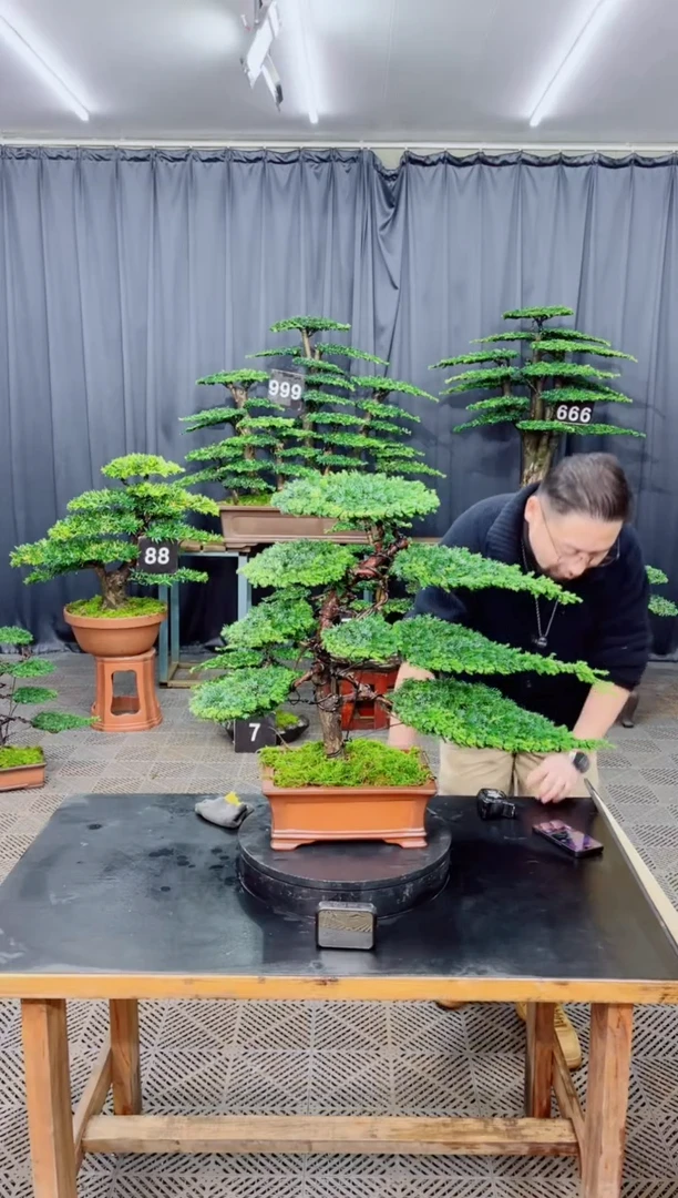 无花朵盆景..........