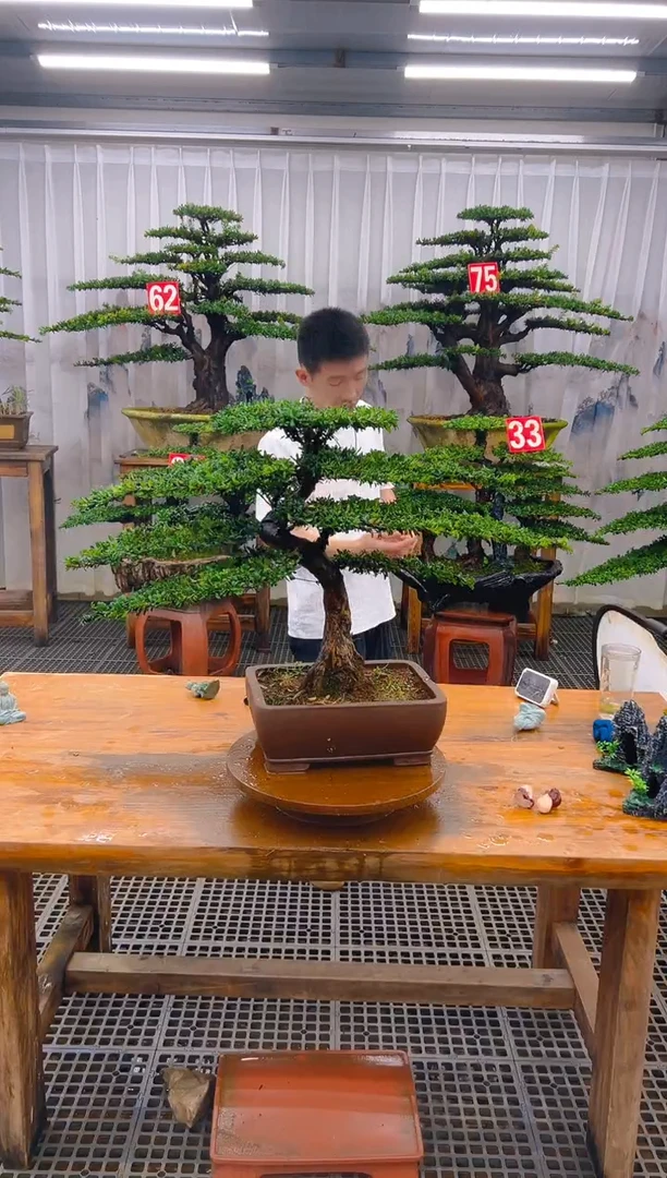 无花朵精品盆景直播间一物一拍