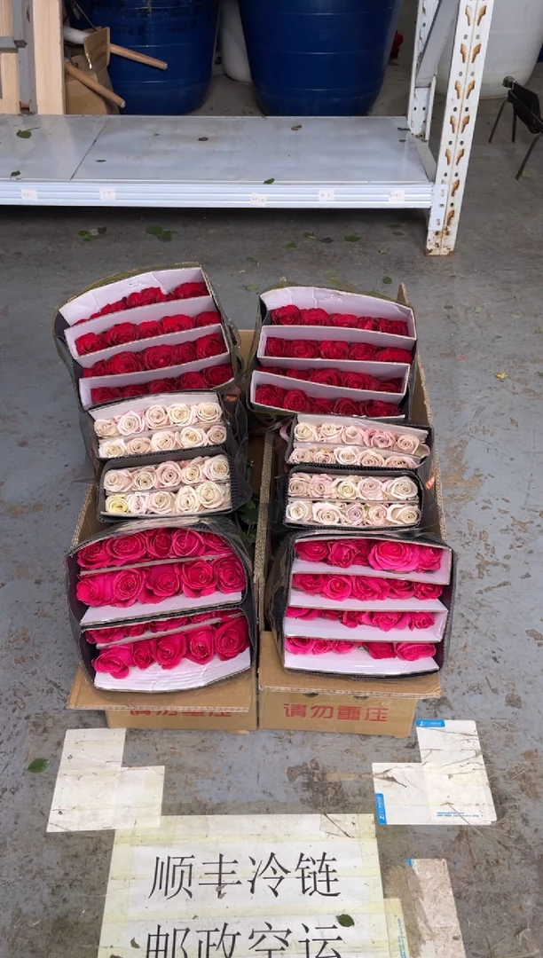 曼塔20枝+佛洛依德20枝+高原红20枝