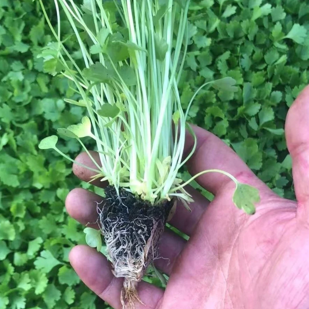 皇后毛芹·口感爽脆（和硕大棚）