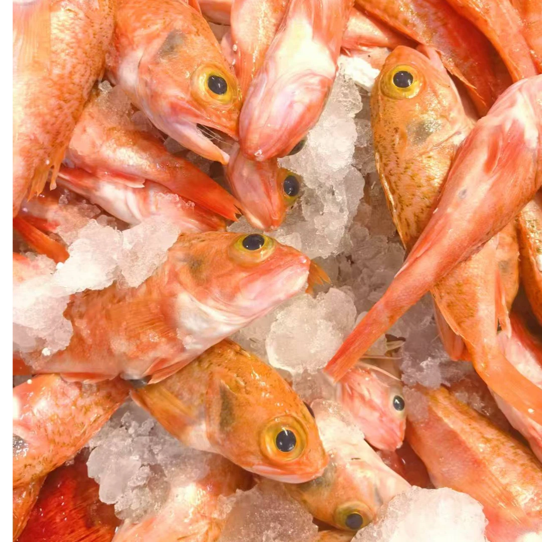 十九公 新鲜海捕  顺丰发货 1500g