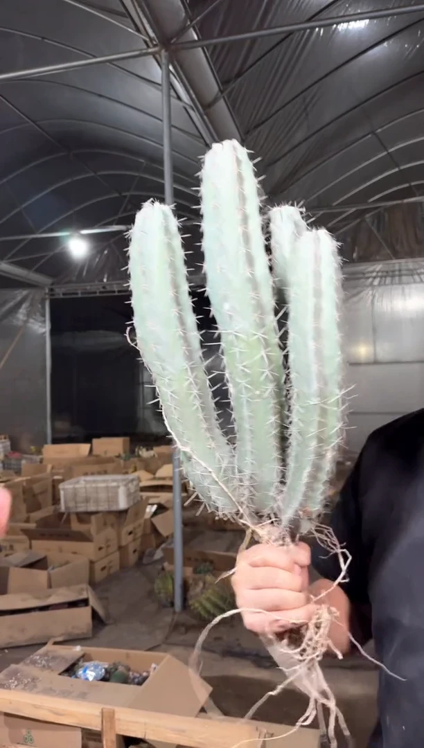 双头起 朝雾阁【带根】