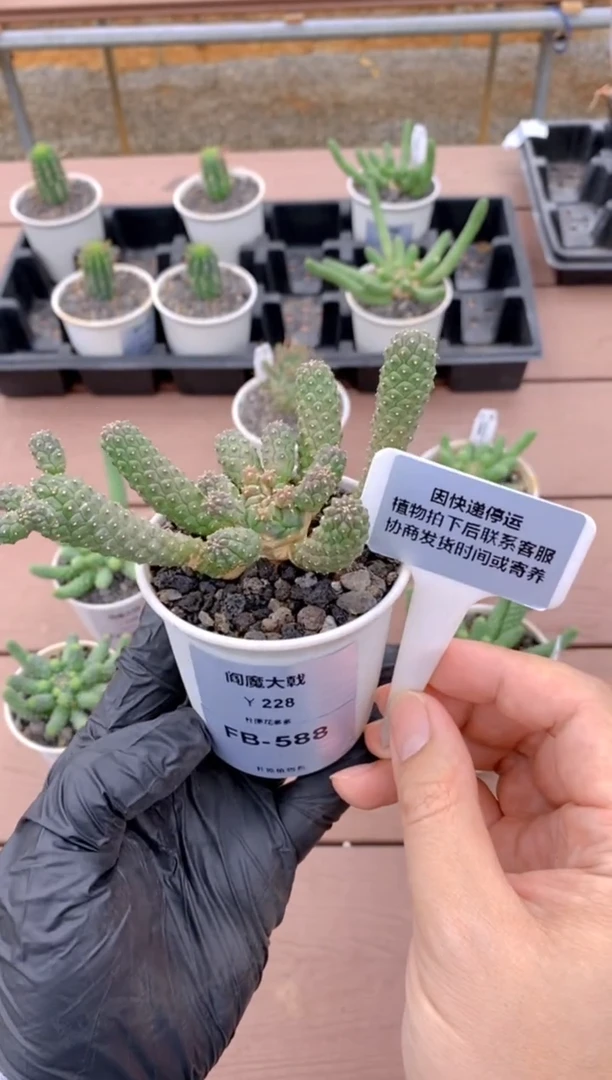 【闪购商品】阎魔大戟FB-588