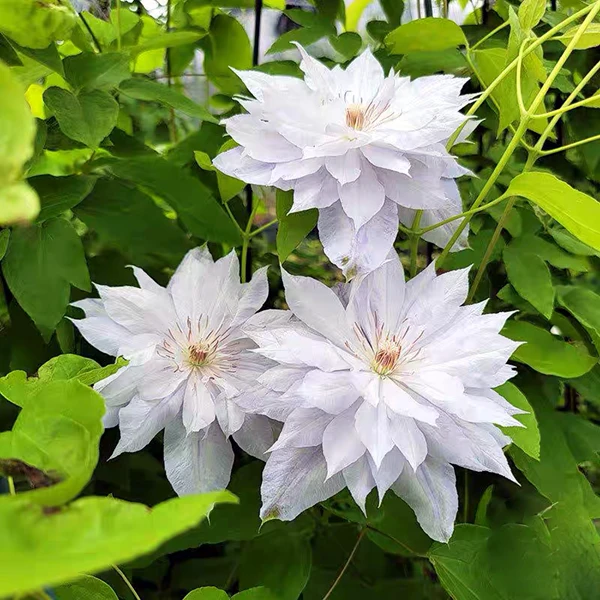 金叶庆典铁线莲爬藤庭院花卉盆栽花植物阳台爬墙花园白色花期长