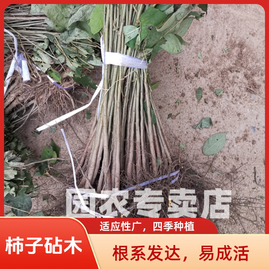 四川野柿子苗柿子树苗现挖保湿发货君迁子砧木可嫁接脆柿树苗