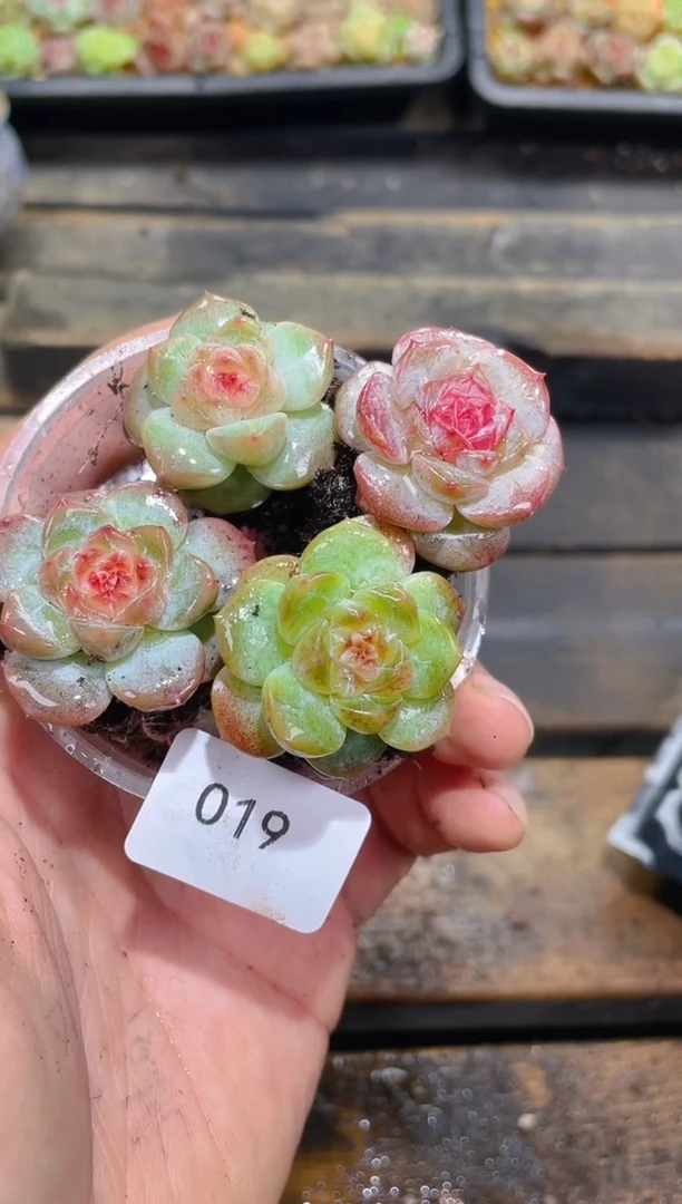 019芳草珍糖      量拍4颗