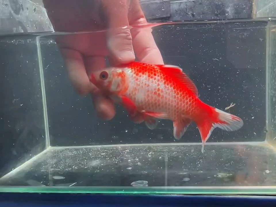 金鱼短尾草金专拍链接133