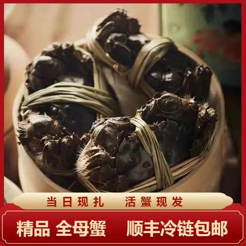 活蟹-江苏河蟹活蟹现捕捞顺丰包邮全母蟹 10只送2只 1.6-1.3两