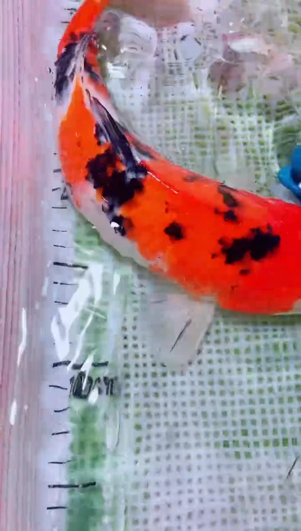 锦鲤血统锦鲤全场包邮144