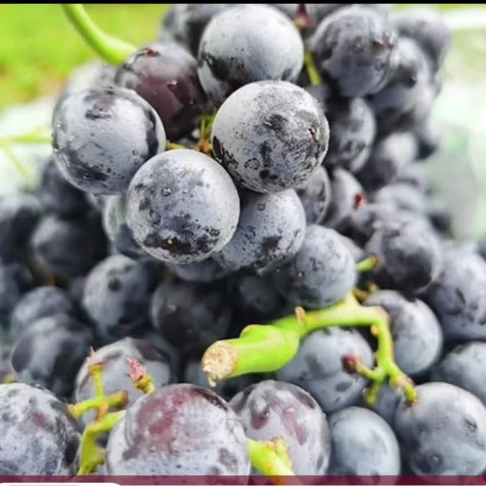 新疆蓝莓葡萄水果新疆维吾尔自治区