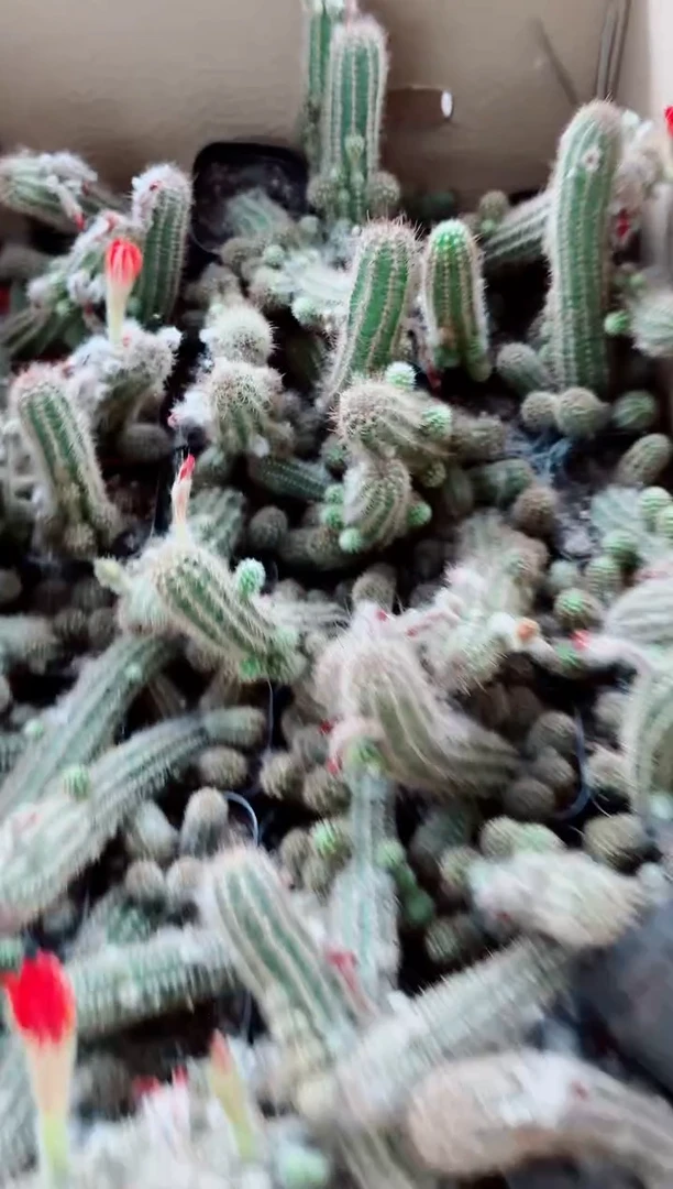 火炬白檀仙人球植物