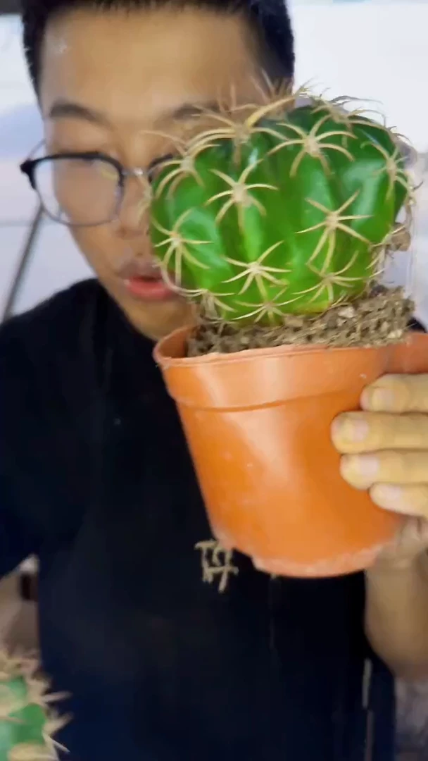 实生根 大锦云+大龙云【没云顶】