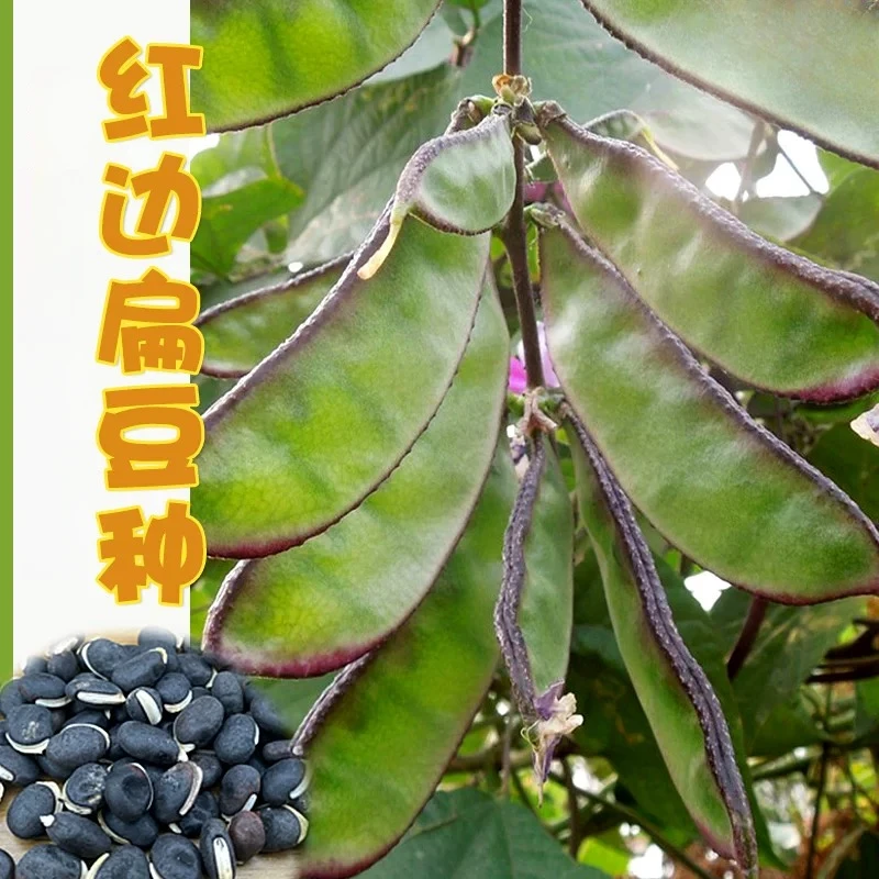 【全店满五包包邮】红边扁豆角种子四季扁眉豆角种籽春秋农家蔬菜