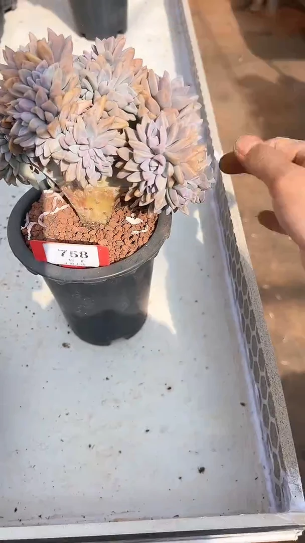 【闪购商品】758号淡雪缀