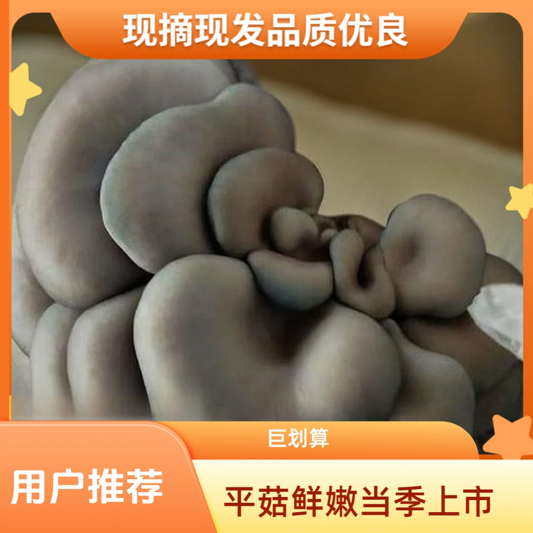 蘑菇新鲜蔬菜鲜嫩黑/灰平菇当季现摘现发