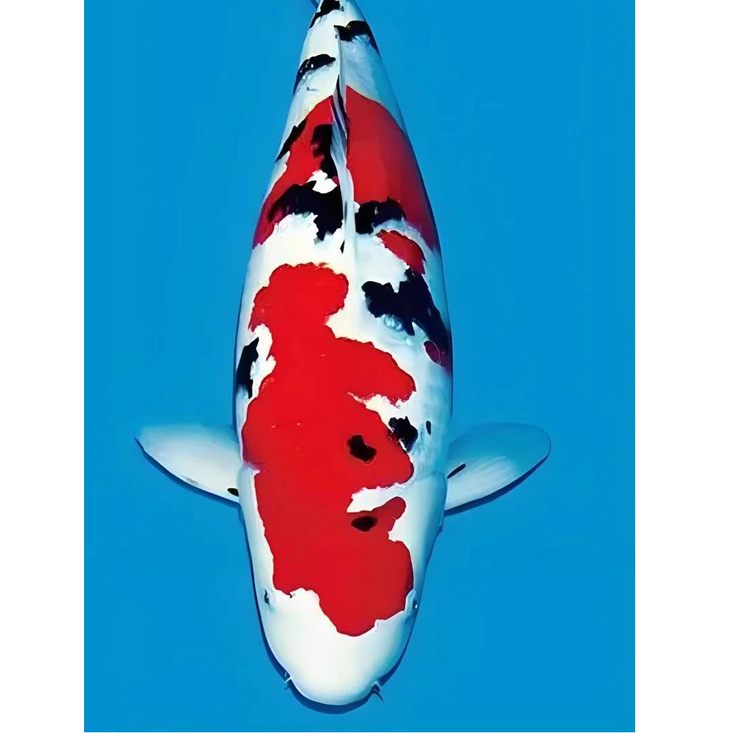 构鲤甄选锦鲤 红白大正丹顶锦鲤淡水鱼 二号链接