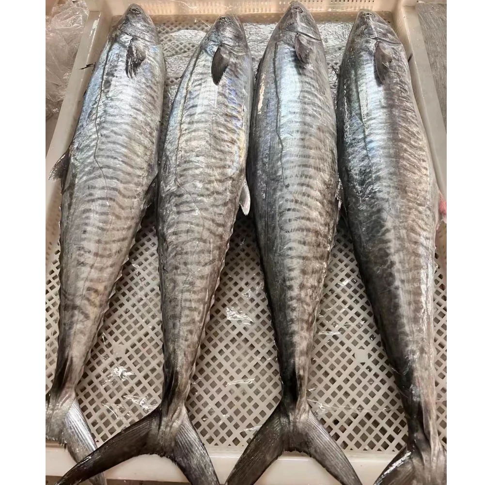 【海隆旺】14斤整条正宗马鲛鱼整条海钓马鲛鱼现切顺丰包邮