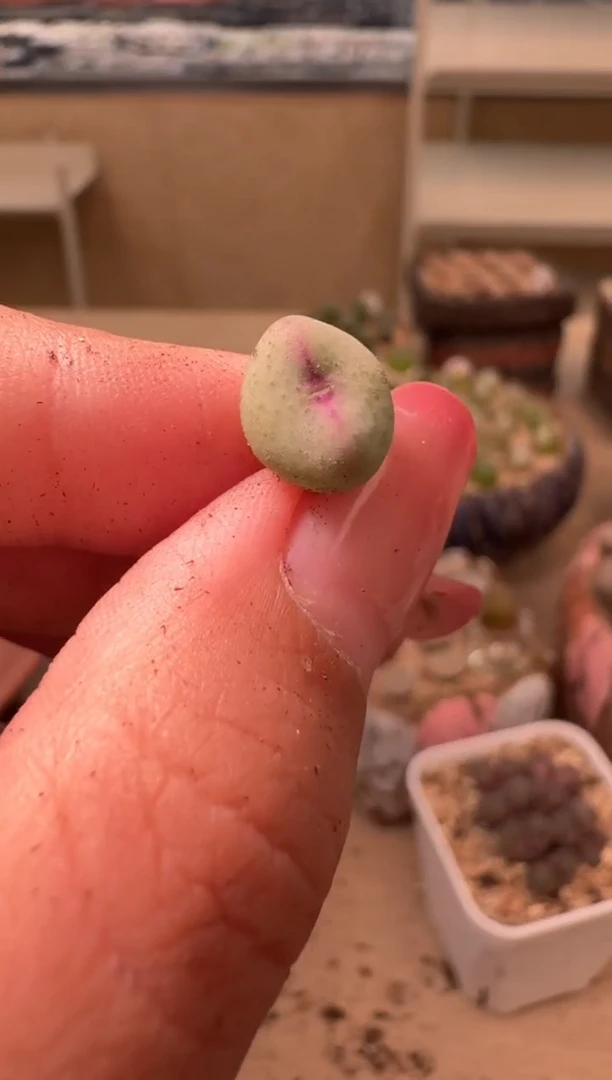 17-115多肉植物肉锥