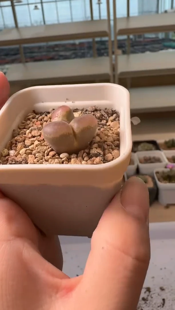 24-38多肉植物肉锥