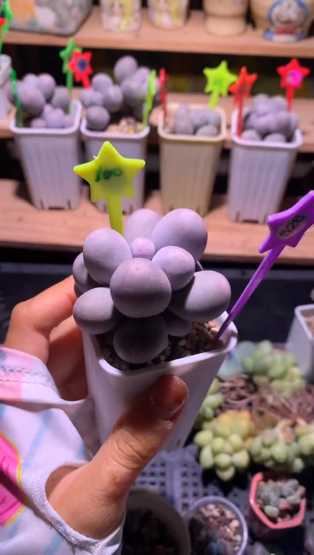 米可奶酪，满28包邮，不满发一个叶片到付