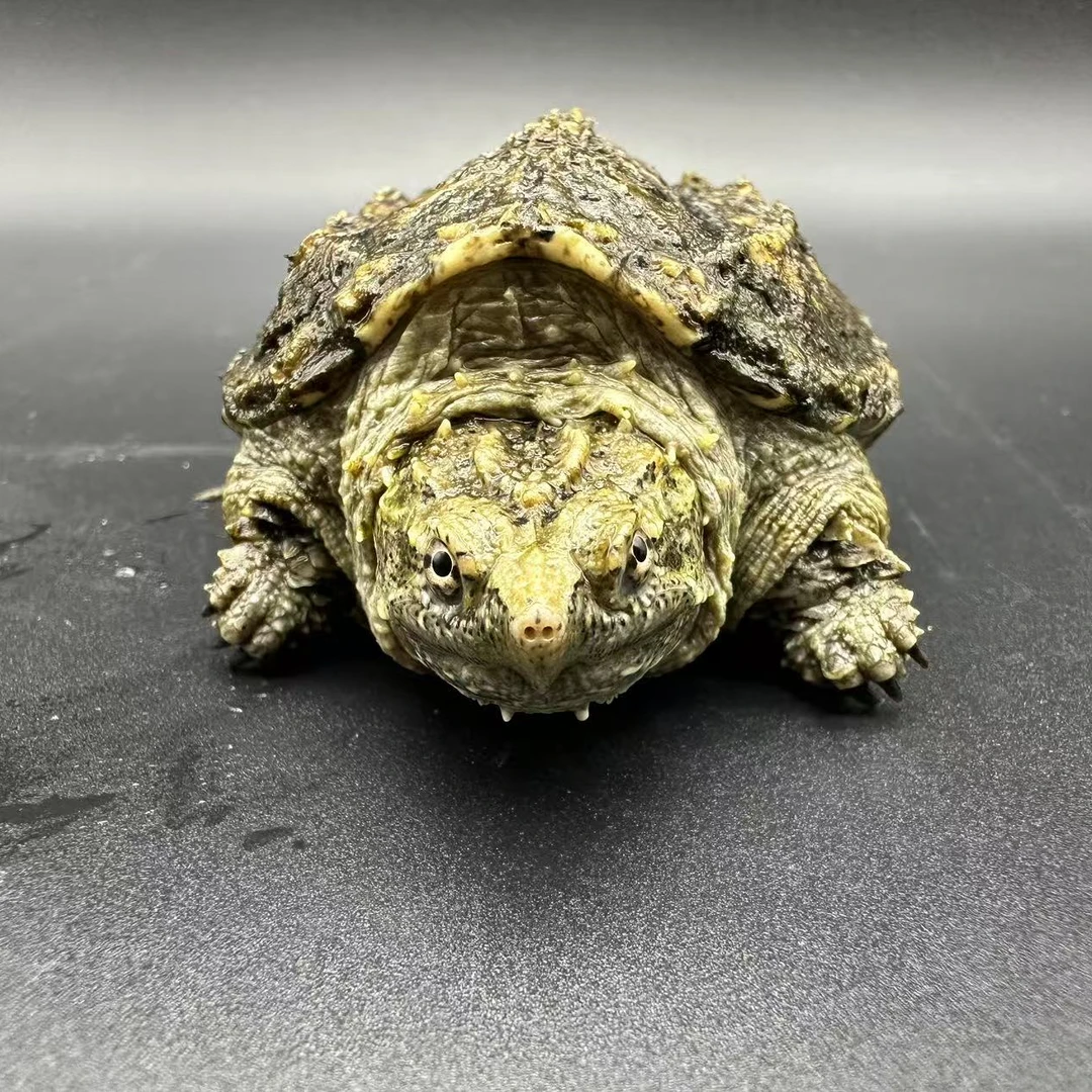 观赏宠物深水小乌龟