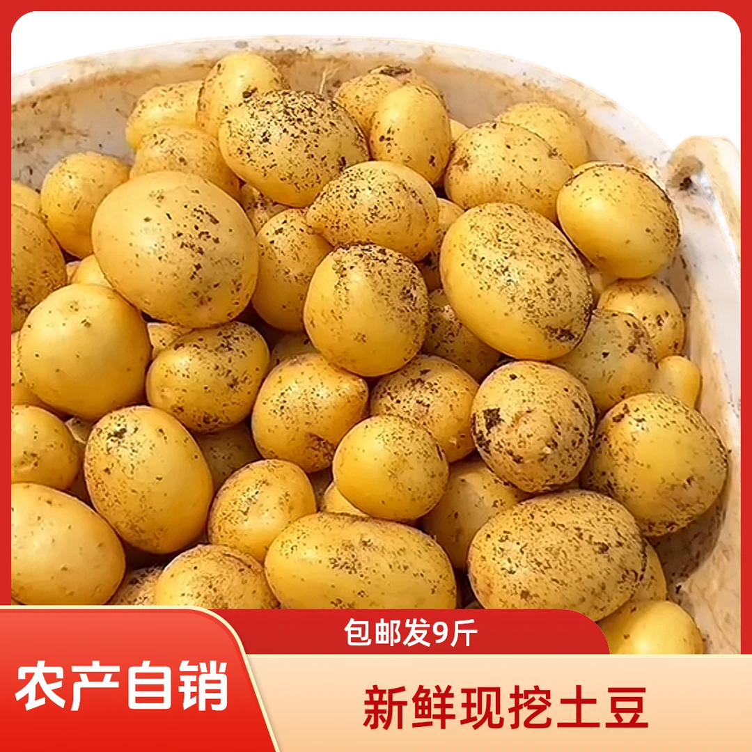 新鲜现挖黄皮黄心小土豆种植营养美味迷你蔬菜