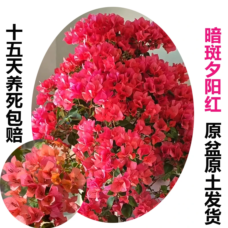 暗斑夕阳红(三角梅)原生大苗四季开花老桩爬藤植物