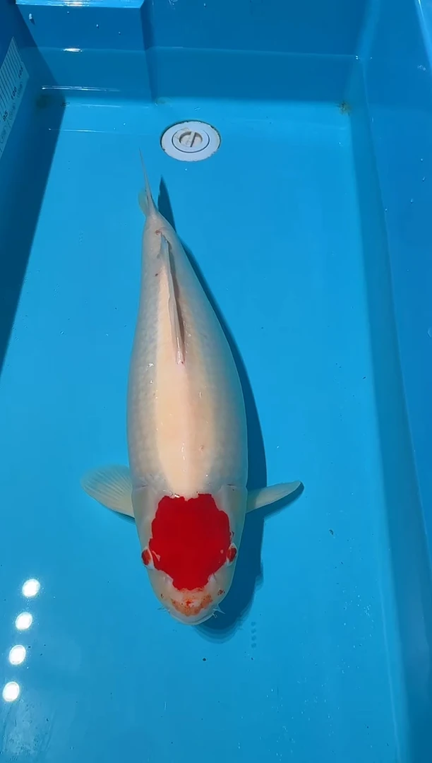 锦鲤大**观丹顶 60公分