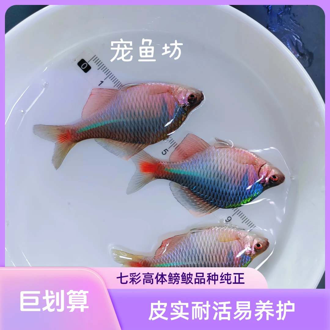 直播专用 随心拍 七彩高体鳑鲏全公发色群游冷水鱼  皮实耐活