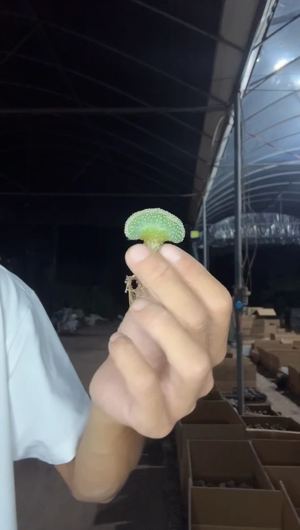 实生菊水缀化88.88