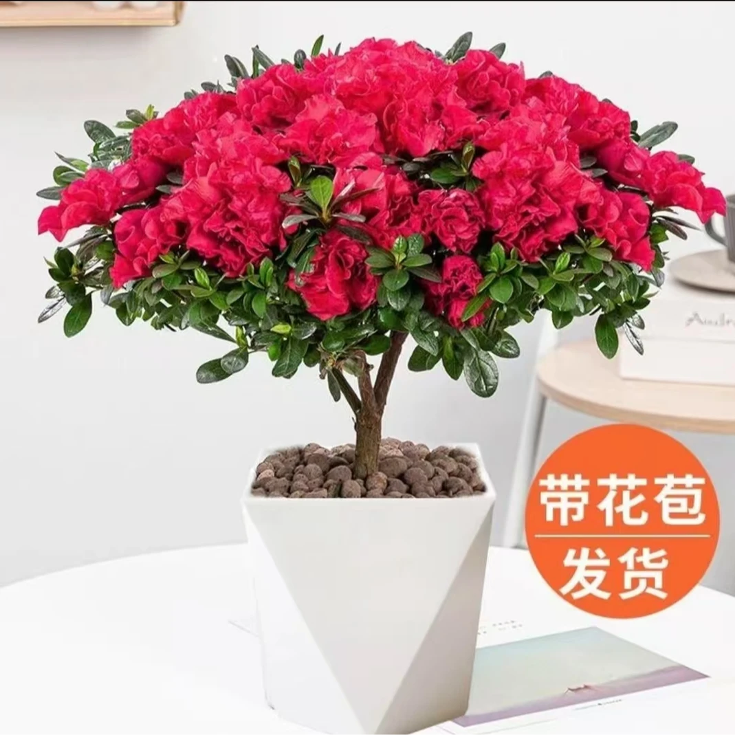 【杜鹃花】盆栽带花苞高度30-40cm发货四季开花苗室内花卉绿植植物