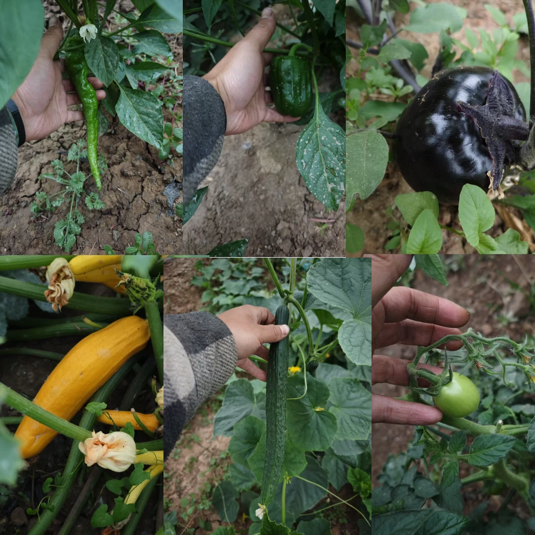 绿色蔬菜全家福（随机5-8种绿色蔬菜）