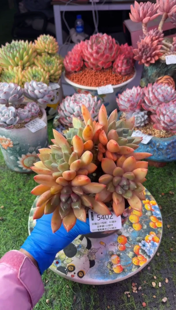 昆明印象多肉5402