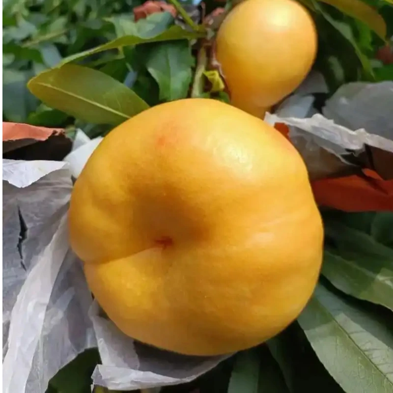 山东油蟠桃6-6蒙阴蜜桃 京东快递