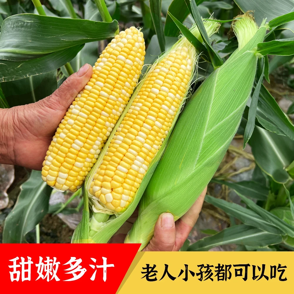 【精品一级】云南现摘金银水果甜玉米新鲜甜脆可生吃可榨汁