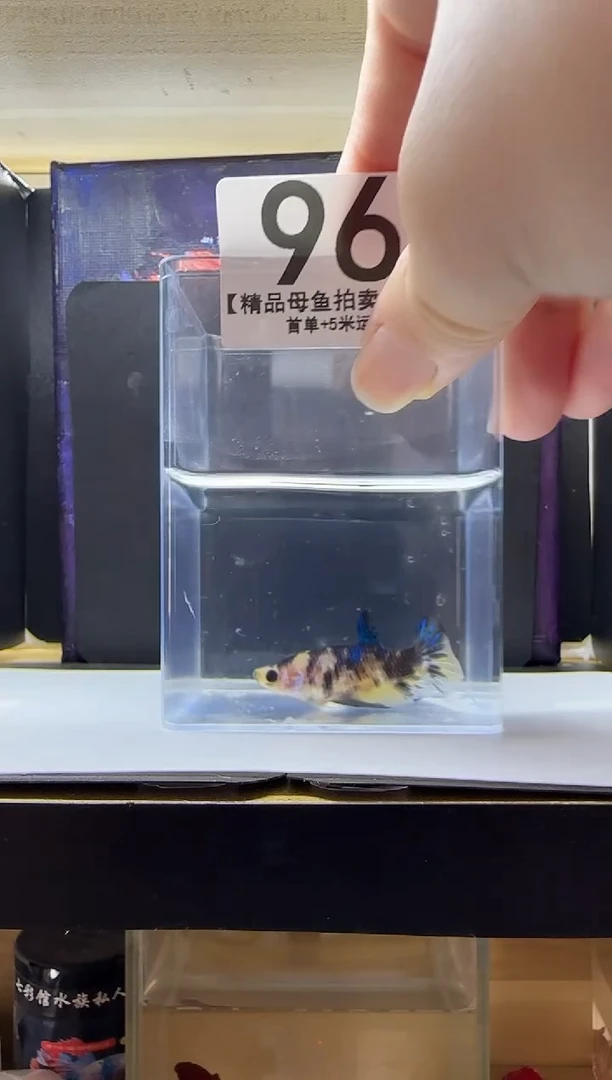 斗鱼母鱼编号：96