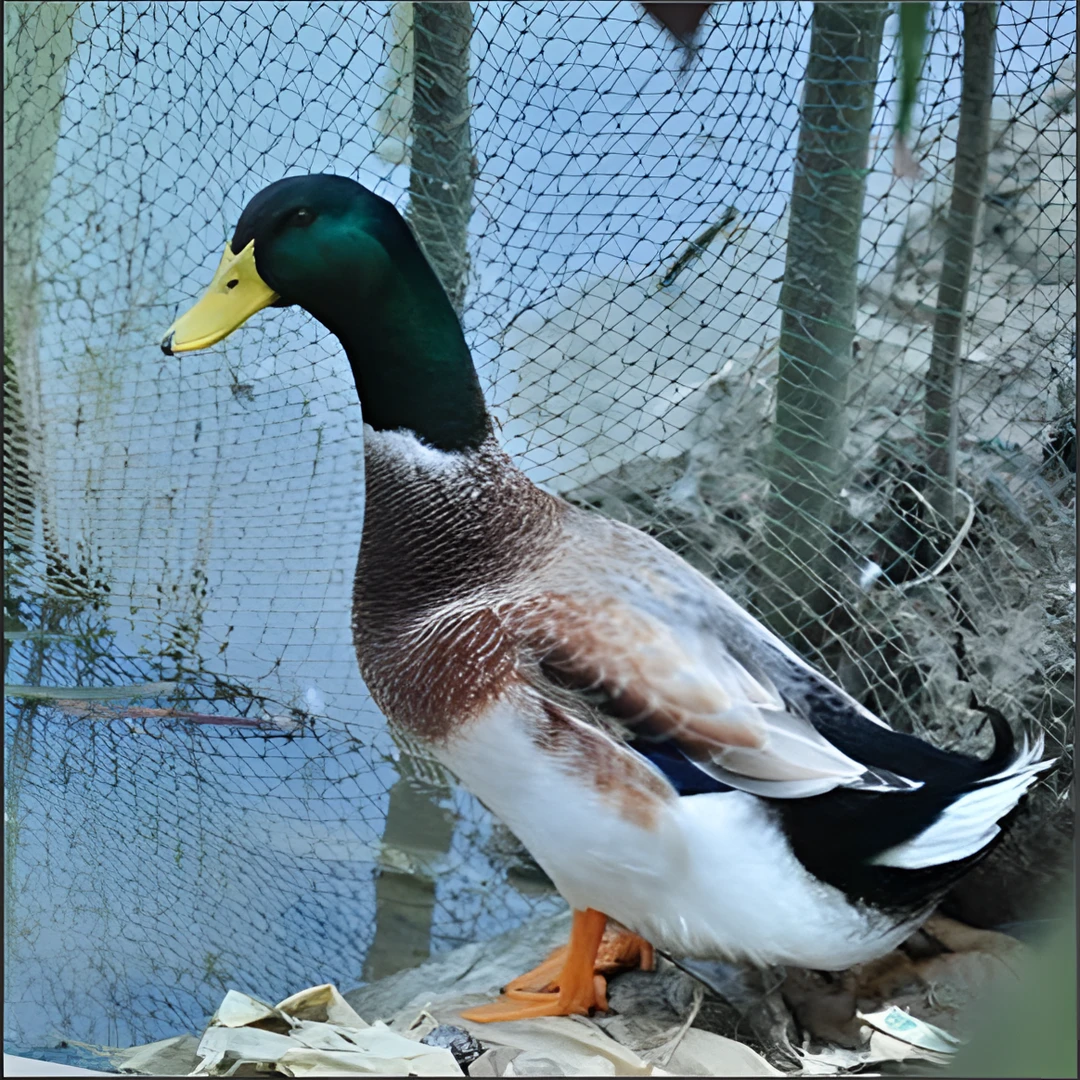 青头鸭肉质鲜美30只