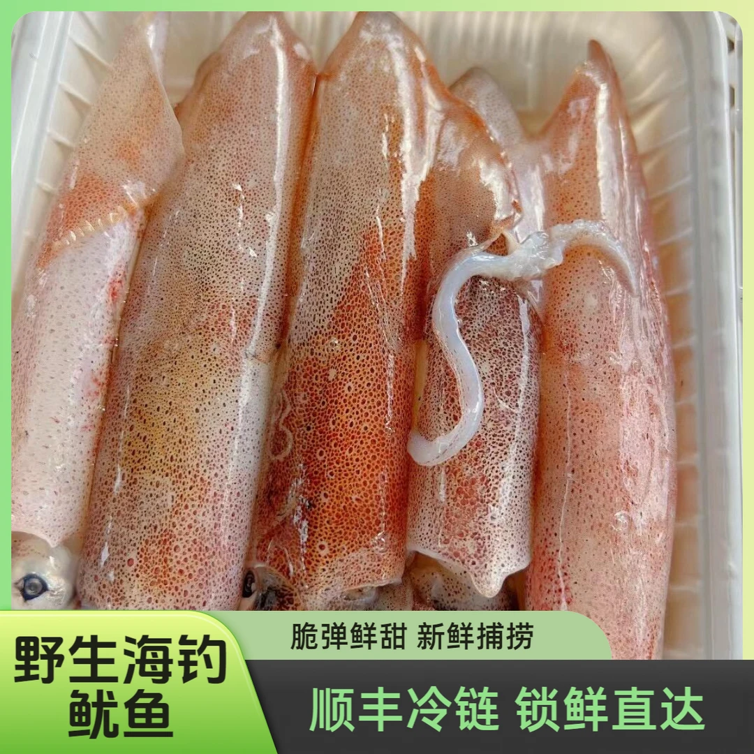 海捕野生灯照鱿鱼新鲜鱿鱼海钓鱿鱼 小眼乌龟鱿鱼