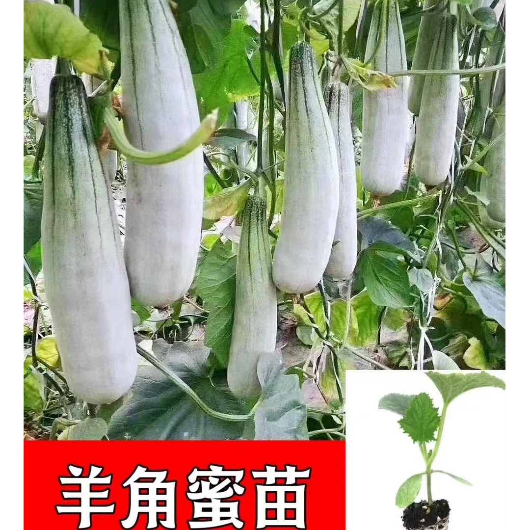 高产羊角蜜好栽易活带土带根发货盆栽地栽阳台小院四季可栽