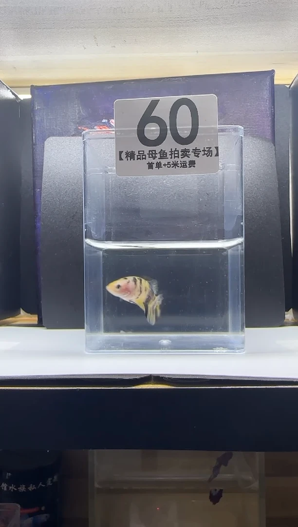 斗鱼精品母鱼编号60