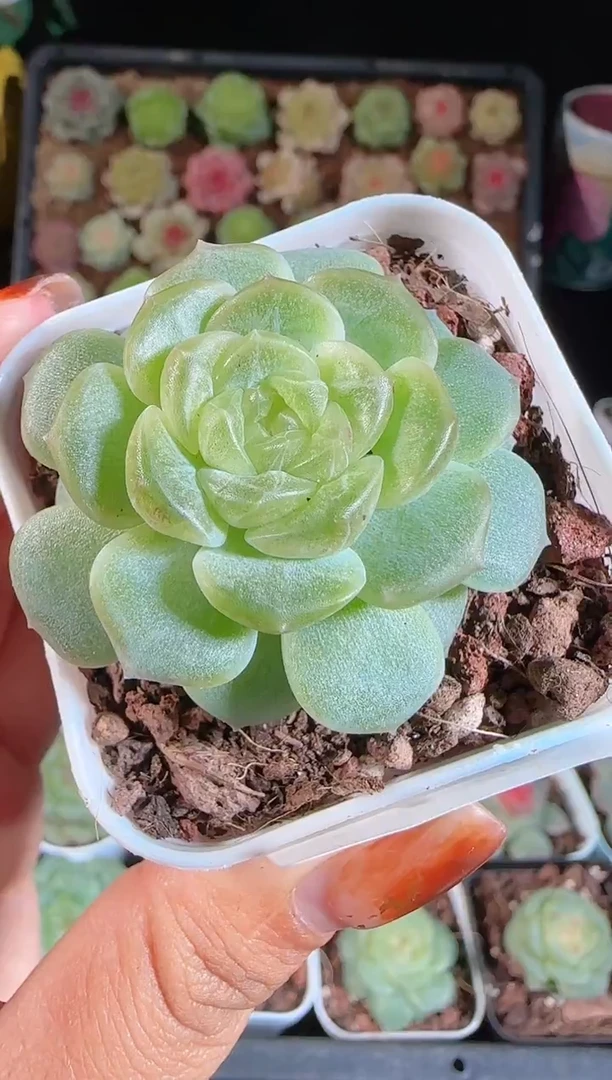 1108-486无尽灯切糕麦秆群不包整