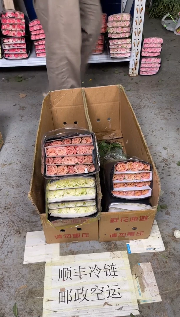 骄傲20枝+卡布20枝+喷泉草