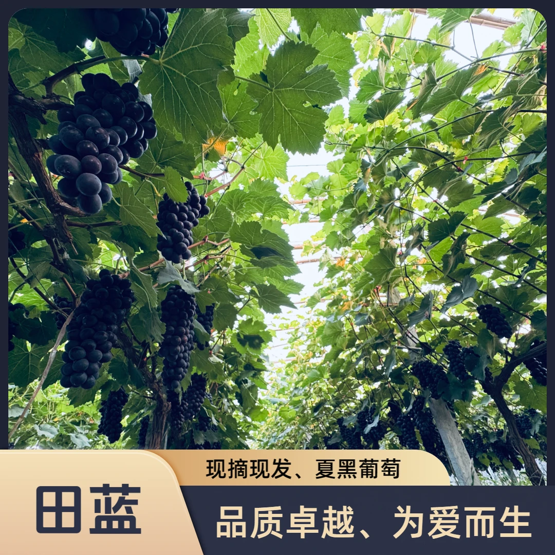 【京东包邮】特级夏黑葡萄、纯甜无子、现摘现发、自家果园