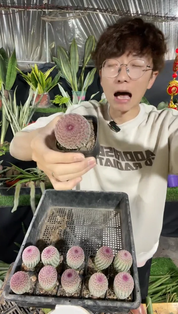 【闪购商品】红太阳单头3棵9.9