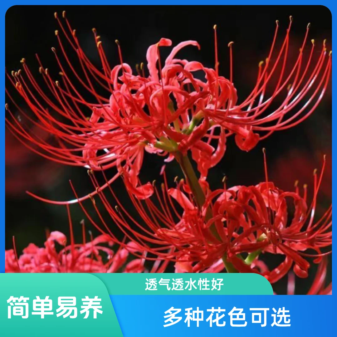 彼岸花盆栽石蒜阳台耐寒种球夏季四季室内开花夏季开花彼岸花花卉