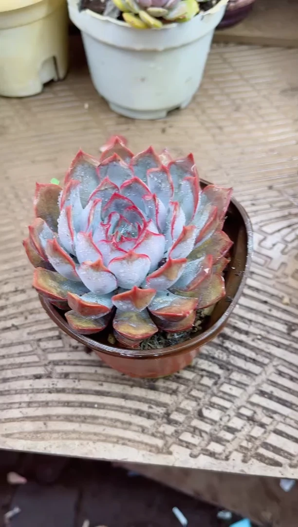 远***327059多肉植物一物一拍