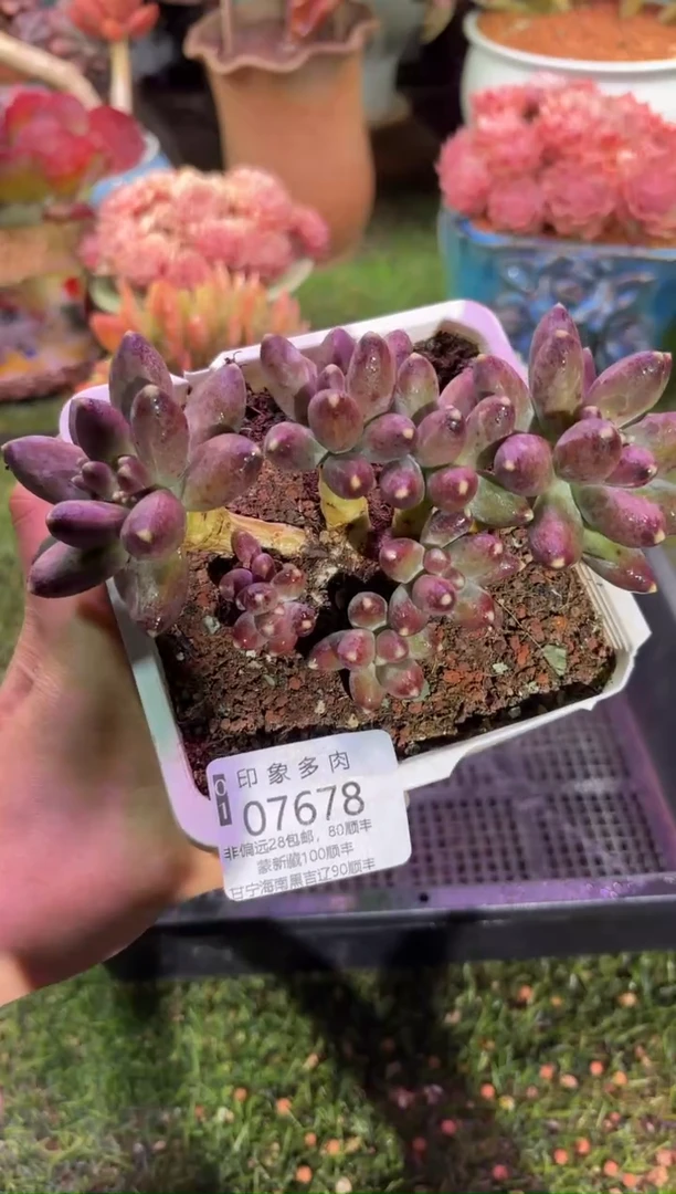 【闪购商品】07678