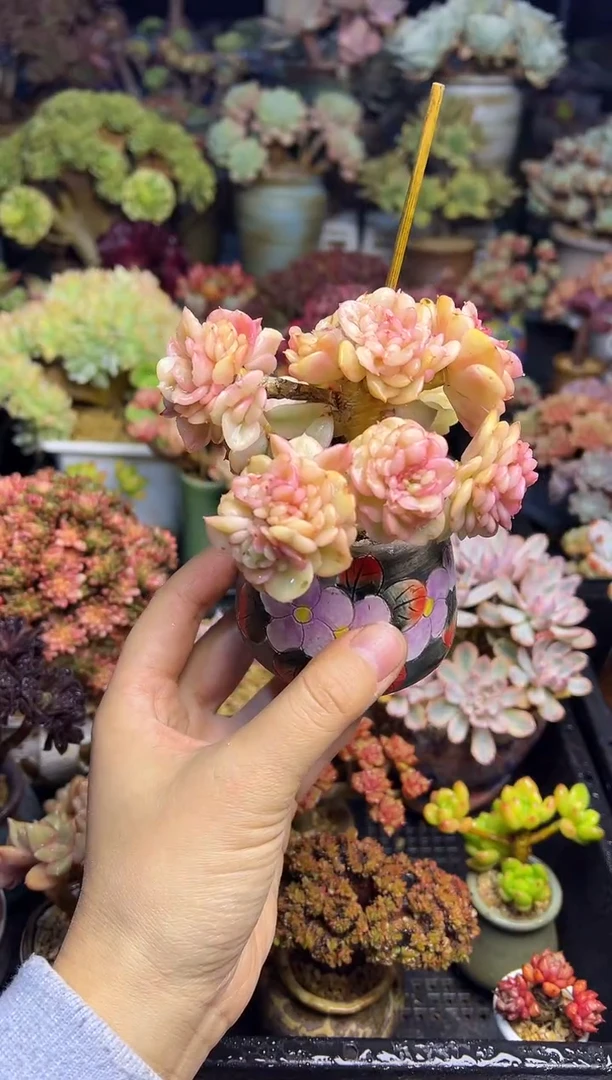 掉****牙864             不带盆